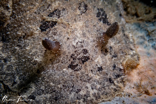 Image of Sebadoris fragilis