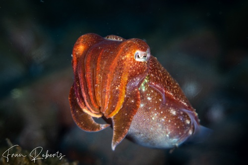 Image of Sepia pharaonis