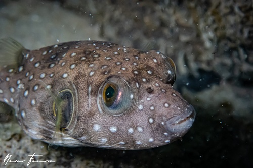 Image of Arothron hispidus