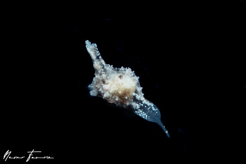 Image of Gastropteron minutum