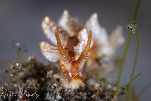 Image of Kabeiro sp. 1