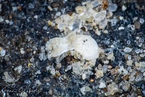 Image of Niparaya sp. 3