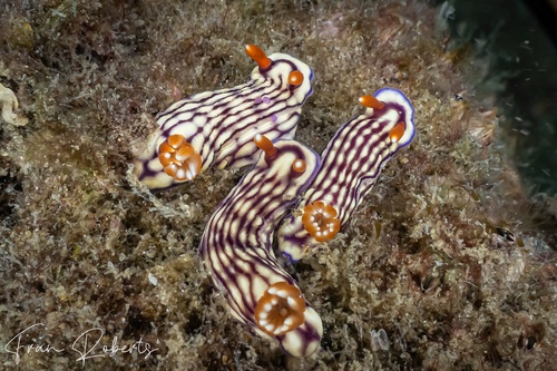 Image of Hypselodoris whitei