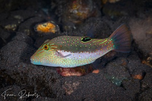 Image of Canthigaster bennetti