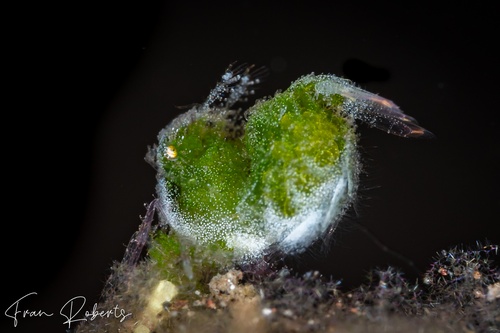 Image of Phycocaris simulans