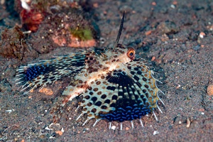 Image of Dactyloptena orientalis