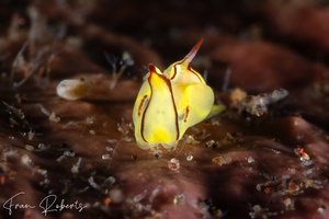 Image of Siphopteron quadrispinosum