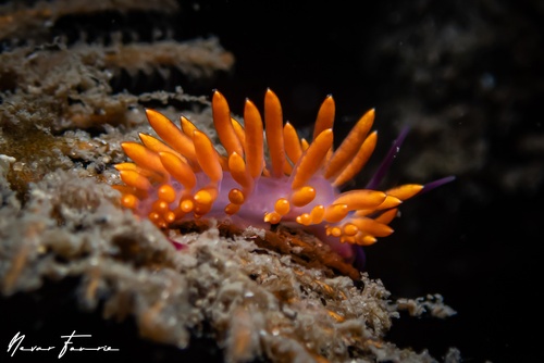 Image of Trinchesia sibogae var C