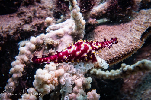 Image of Phenacovolva nectarea