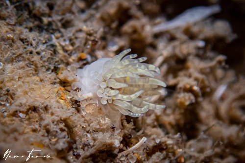 Image of Anemone Various