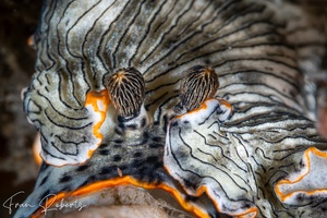 Image of Dermatobranchus sp. 4