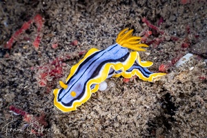 Image of Chromodoris elisabethina