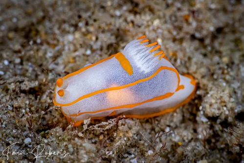Image of Gymnodoris amakusana