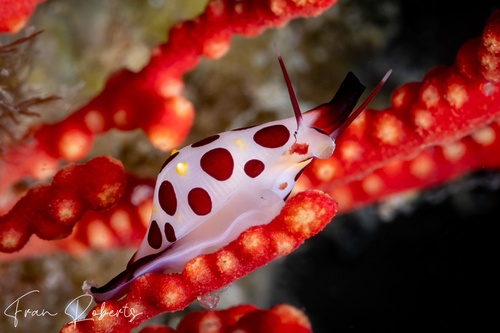 Image of Primovula rosewateri