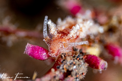 Image of Kabeiro rubroreticulata