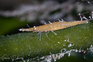 Image of Latreutes sp. 1