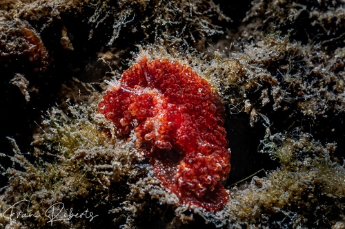 Image of Madrella sanguinea