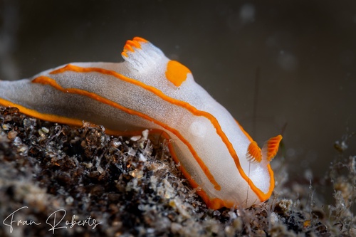 Image of Gymnodoris amakusana
