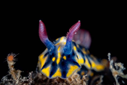 Image of Hypselodoris obscura