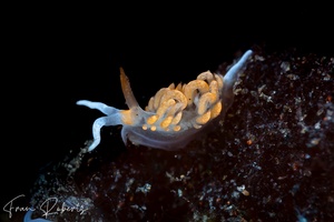Image of Moridilla sp. 1