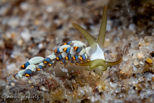 Image of Tenellia puti