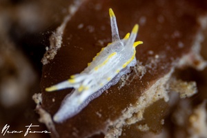 Image of Goniodoridella savignyi