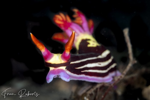 Image of Nembrotha purpureolineata