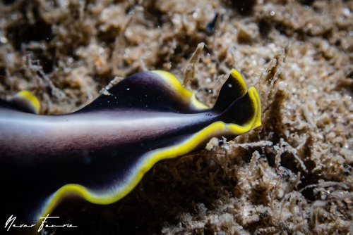 Image of Pseudoceros paralaticlavus