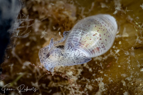 Image of Atys semistriatus