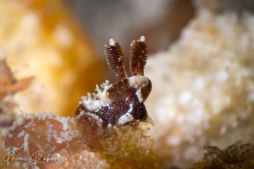 Image of Pelagella joubini