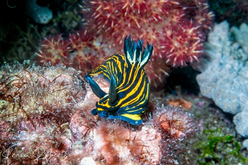 Image of Roboastra luteolineata