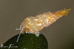 Image of Unidentified Snail sp. 4