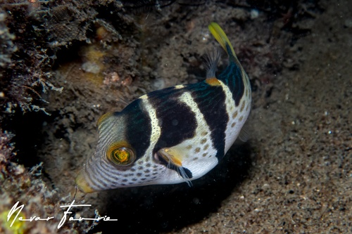 Image of Canthigaster valentini