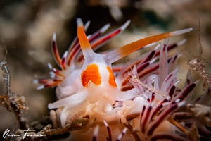 Image of Cratena pawarshindeorum