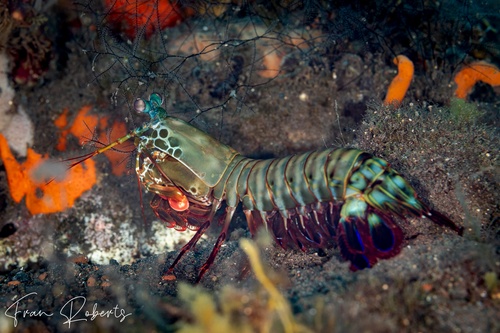 Image of Odontodactylus scyllarus