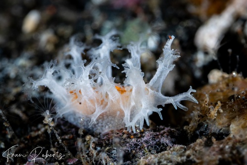 Image of Tritonia sp. 1