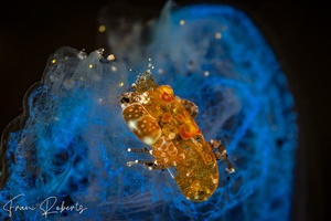 Image of Odontonia katoi