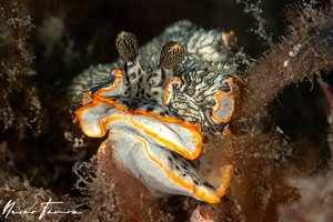 Image of Dermatobranchus sp. 4