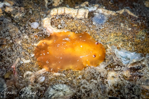 Image of Dendrodoris fumata