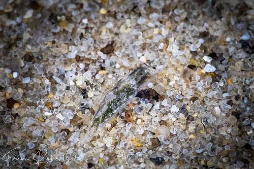 Image of Elysia sp. 29