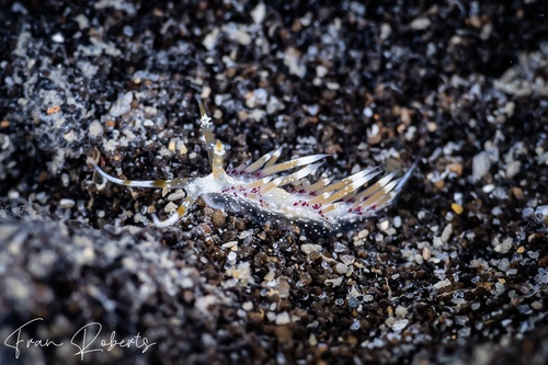 Image of Cratena sp. 2