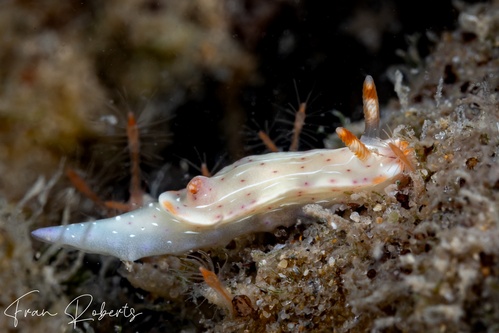 Image of Thorunna sp. 2