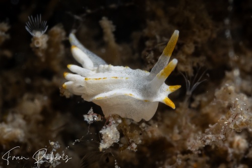 Image of Goniodoridella geminae