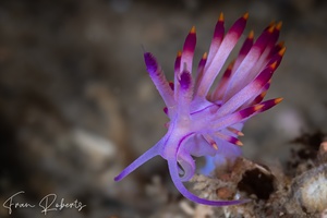 Image of Flabellina pseudolotos