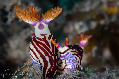 Image of Nembrotha purpureolineata