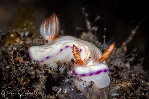 Image of Hypselodoris katherinae