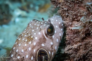 Image of Arothron hispidus