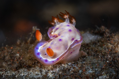 Image of Hexabranchus lacer