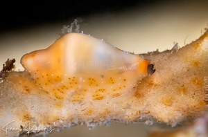 Image of Cuspivolva ostheimerae