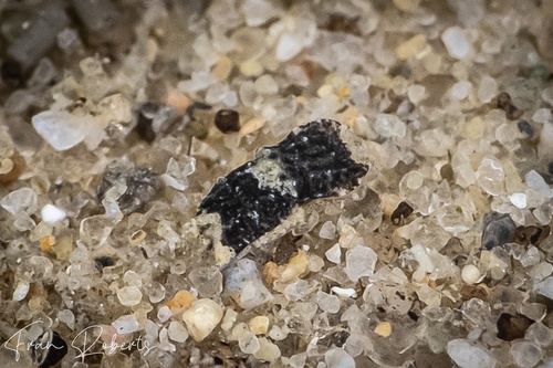 Image of Niparaya sp. 13